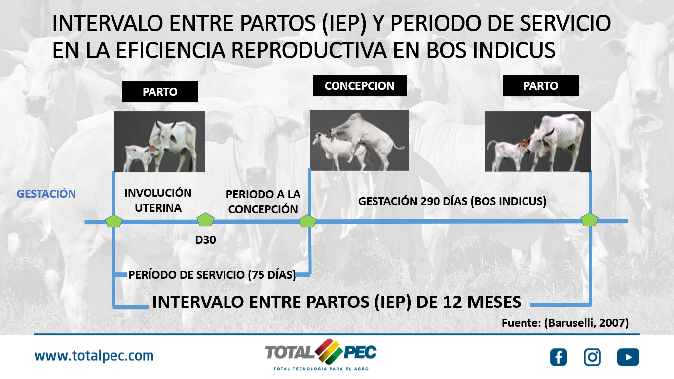 BENEFICIOS DE LA INSEMINACIÓN ARTIFICIAL A TIEMPO FIJO | Totalpec